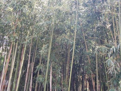 bamboo.jpg